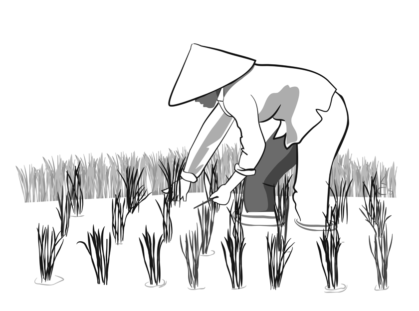 Rice Garden